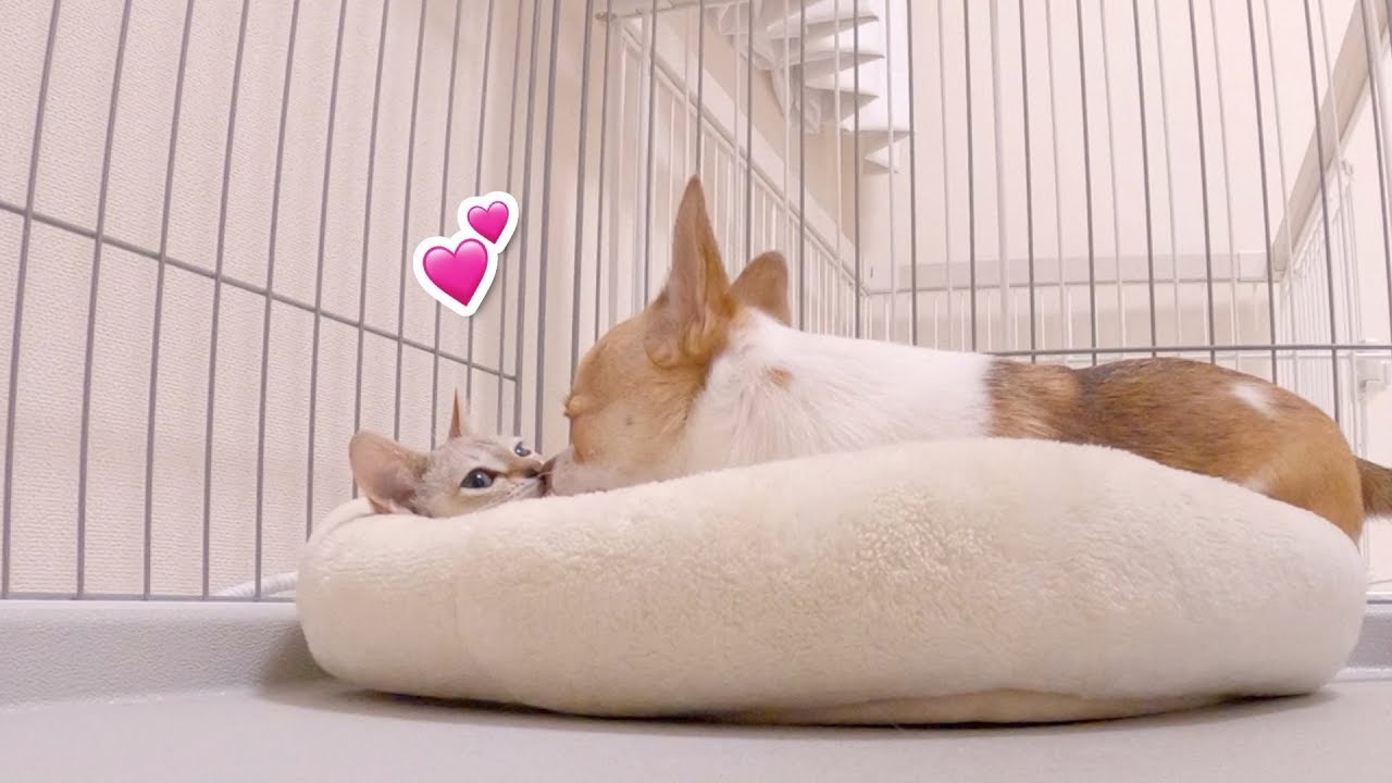 例の仲良しすぎる子犬と子猫、ついにキスを覚える
