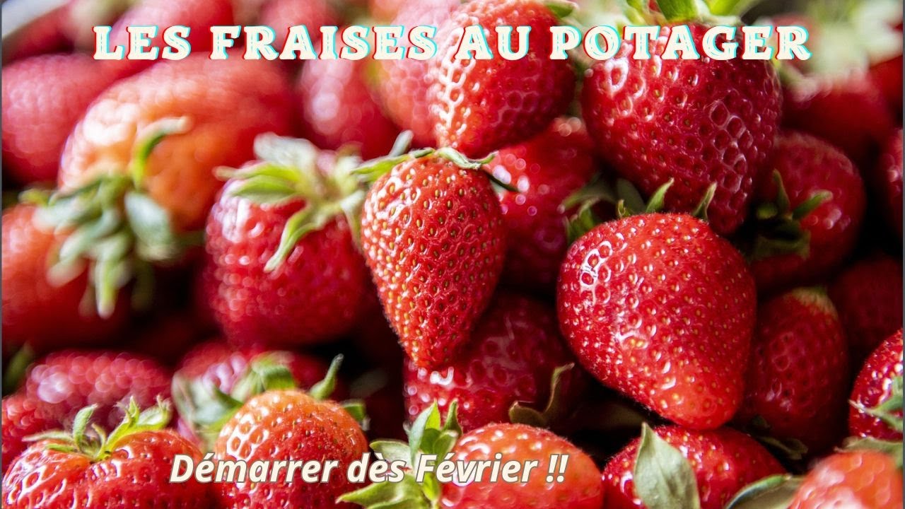 Planter des fraisiers en février au potager : préparation du sol, variétés et conseils