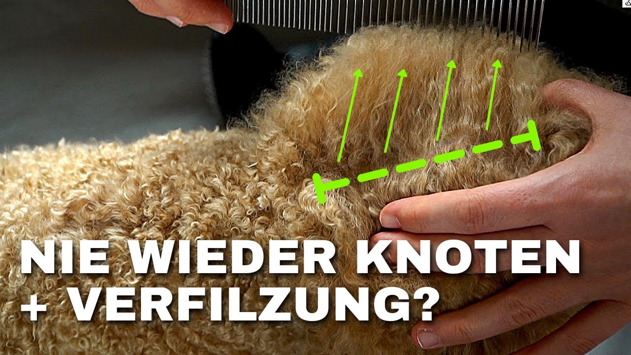 Line Brushing - Das Geheimrezept aus den USA fürs Pudel bürsten?