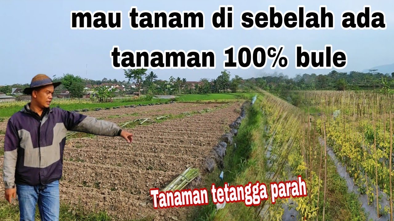 Tanam cabe di lahan bekas,bersebelahan endemik virus