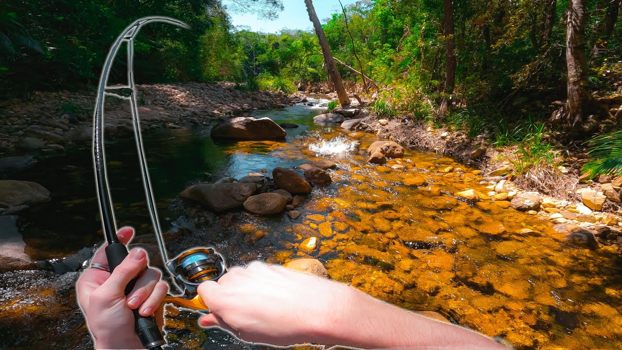 Exploring Shallow Water Creeks and Fishing TOPWATER for Jungle Perch