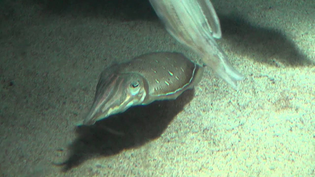 カミナリイカ　（雷烏賊）　Cuttlefish