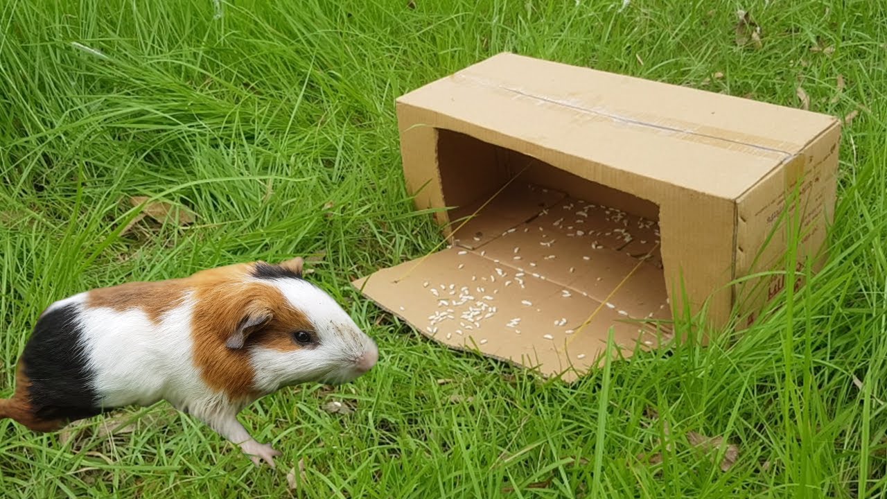DIY Rabbit Trap with Cardboard Box.