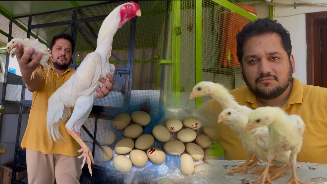 White king shamo Chicks Hatching, The World Biggest Shamo Aseel Murga Farm in Punjab, Hsn Aseel farm