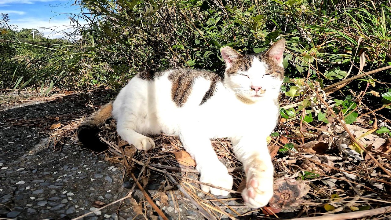 【田代島】【猫島】の～～～～んびり野良猫