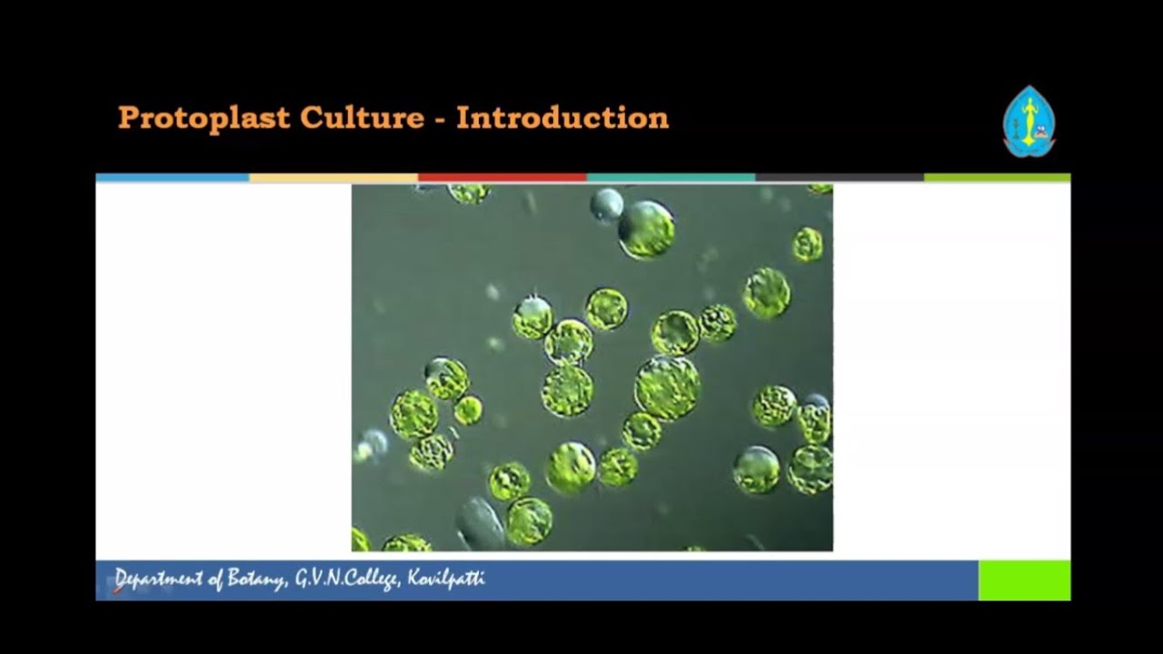 Protoplast Culture - Introduction  l  Lecture by Dr.B.MAKESH KUMAR, Asst.Professor & Head/Botany