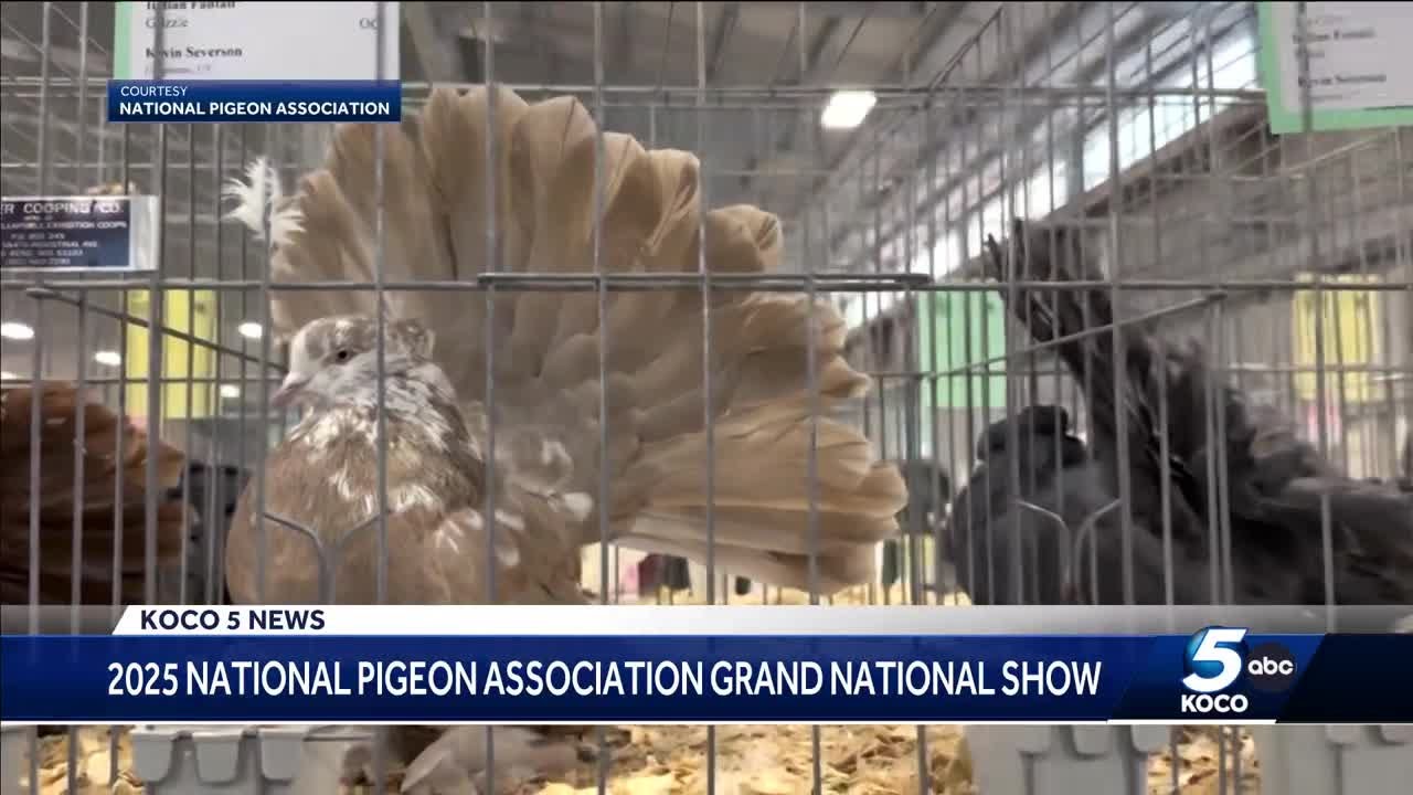 Largest pigeon show in U.S. held in Oklahoma City