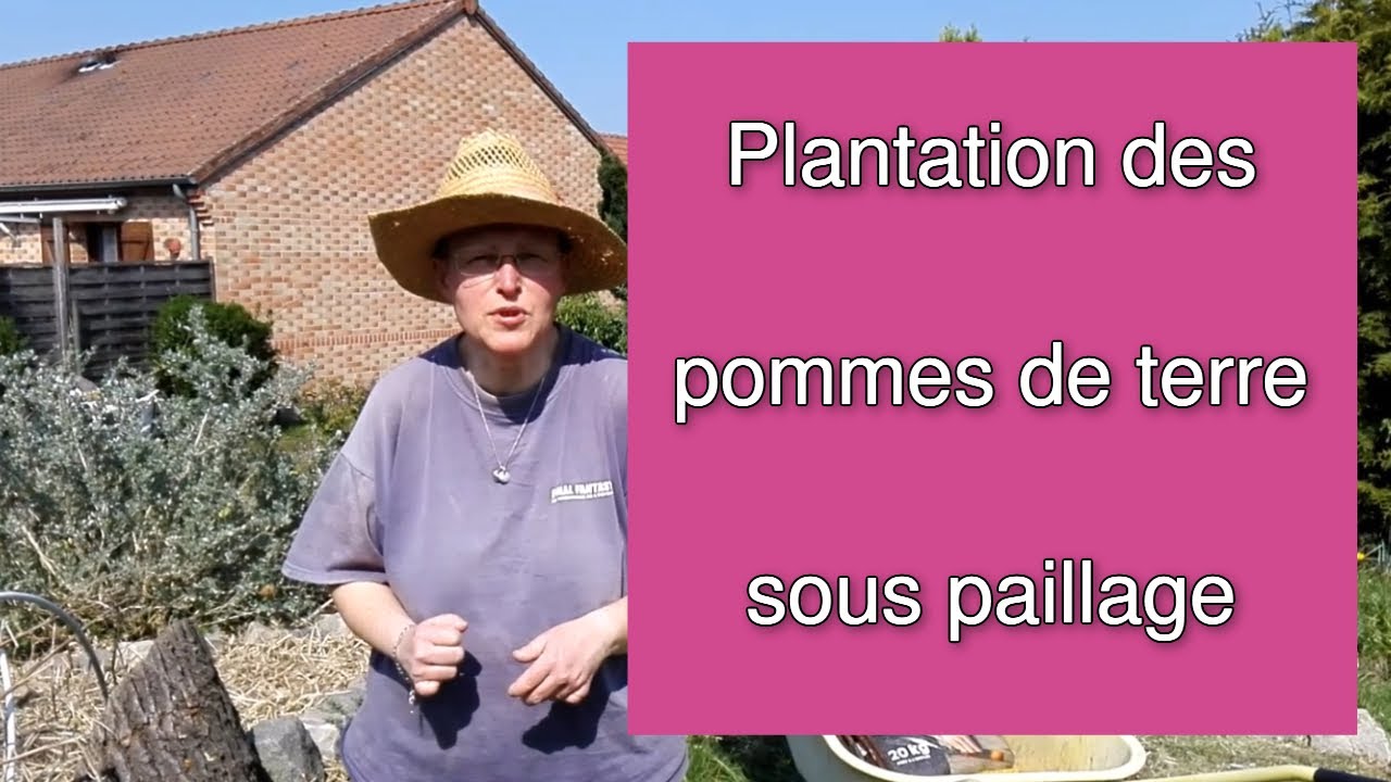 Plantation de pommes de terre sous paillage (permaculture)