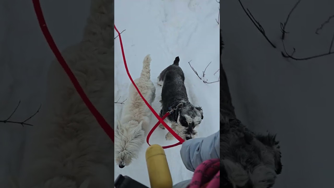 В четверг, 8 января, прогулка с Чуи, Пепе, Феликсом, Луной и Ру 🐶🐕🐾