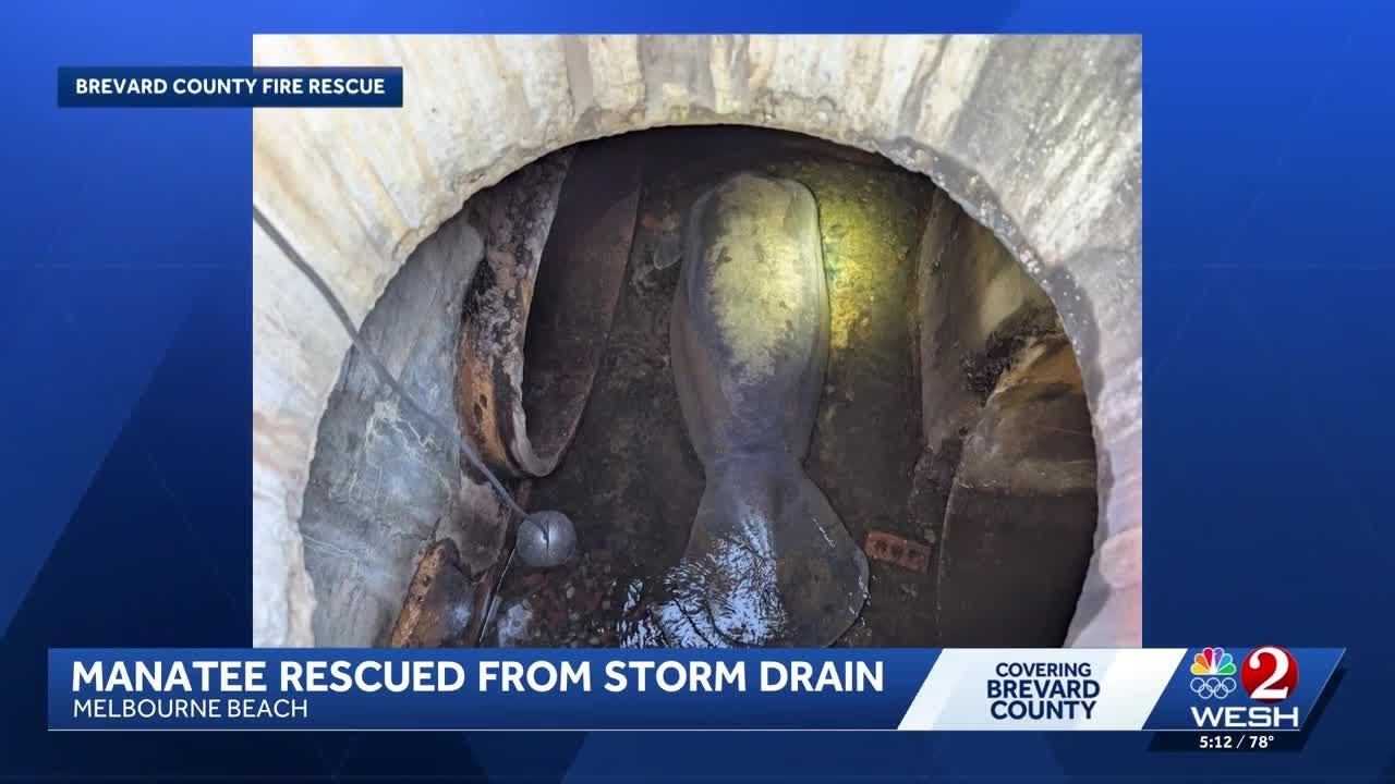 Manatee recovering after successful rescue from Brevard County storm drain