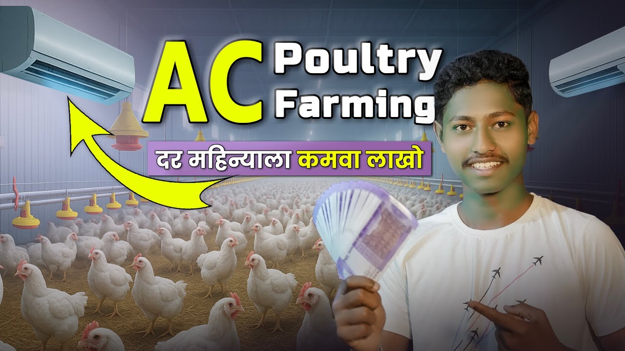दर महिन्याला लाखोंची कमाई | AC Poultry Farming ची गुपितं उघडलं!