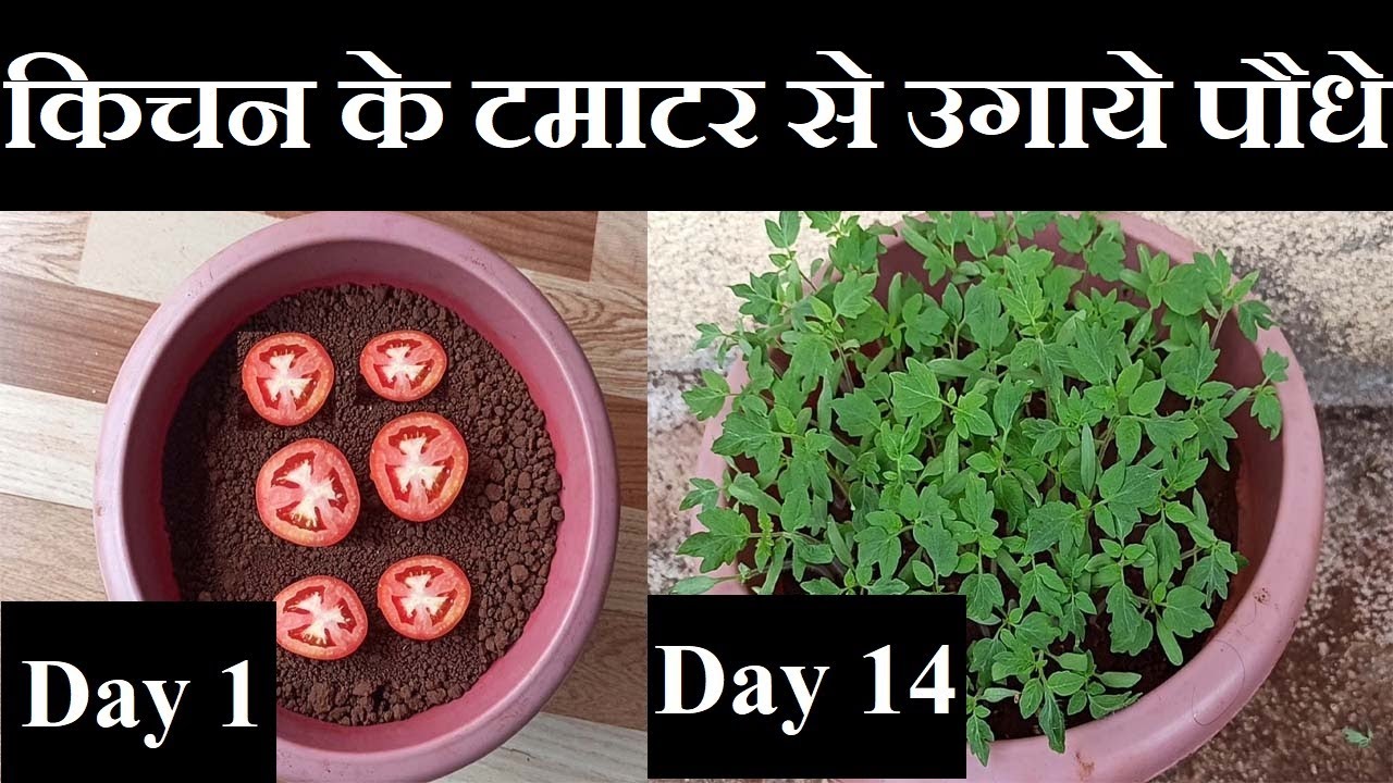 Grow Tomato plant at home hindi| किचन के टमाटर से उगाये पौधे