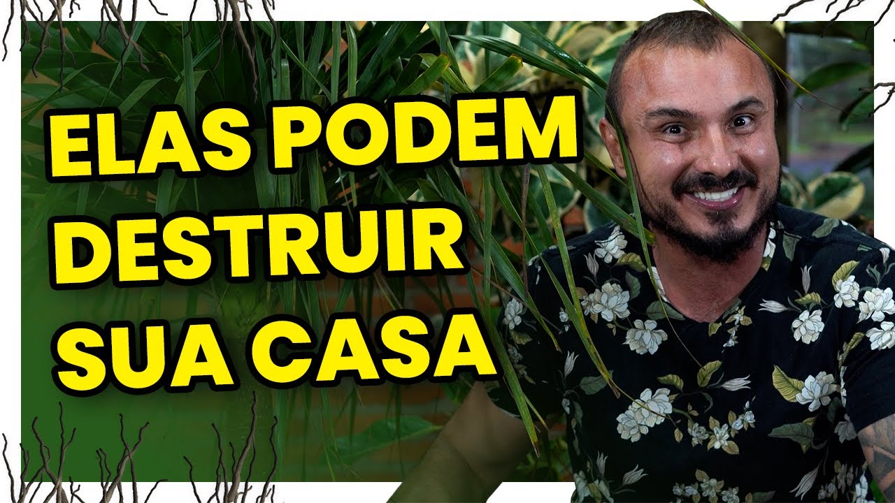 5 plantas que podem destruir sua casa e seus vasos