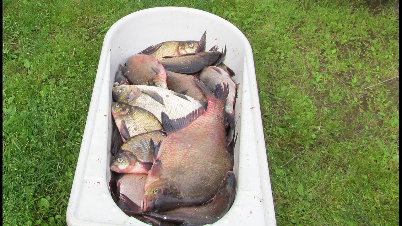Ловля крупного леща на удочку (под классику) / Catching big bream on bait (under classics)