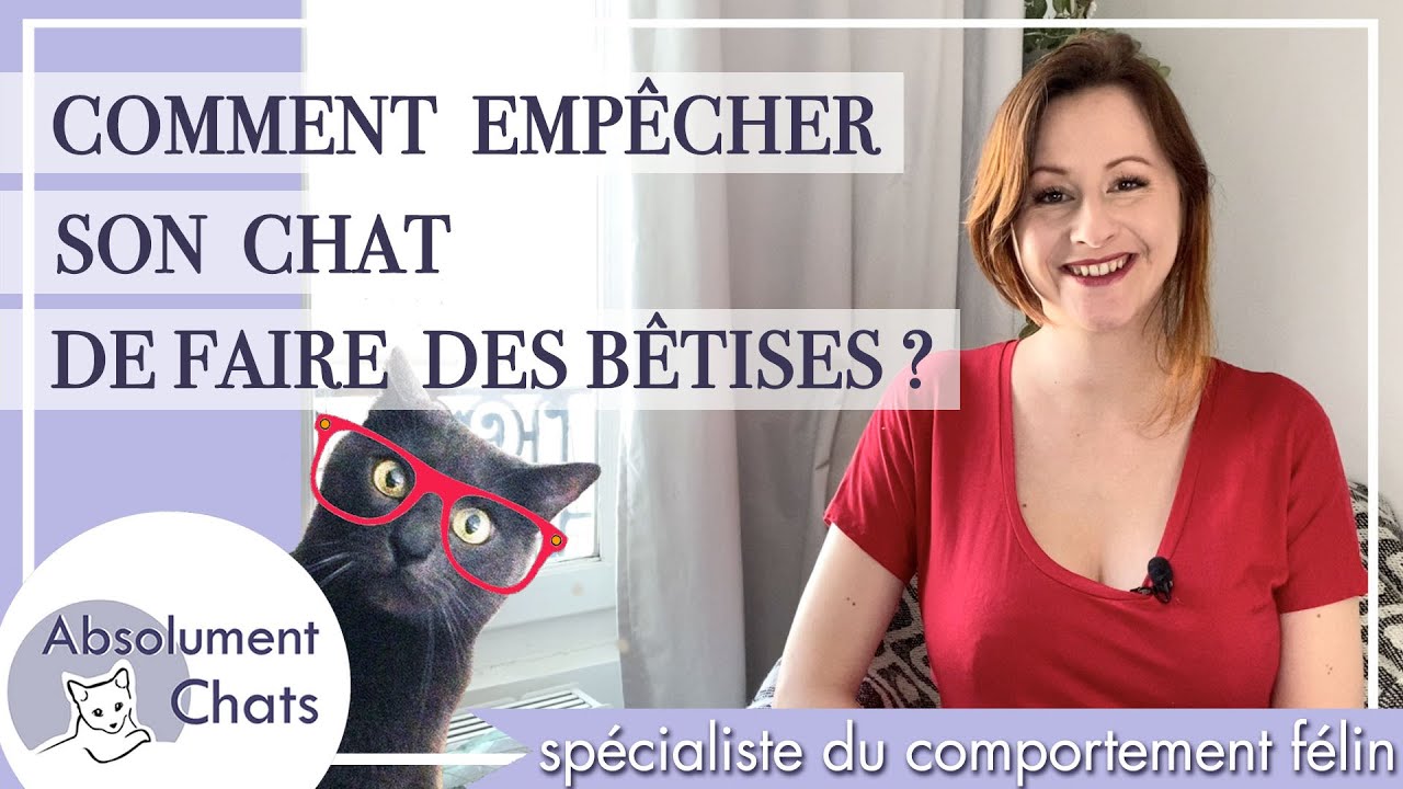 Comment empêcher son chat de faire des bêtises ?