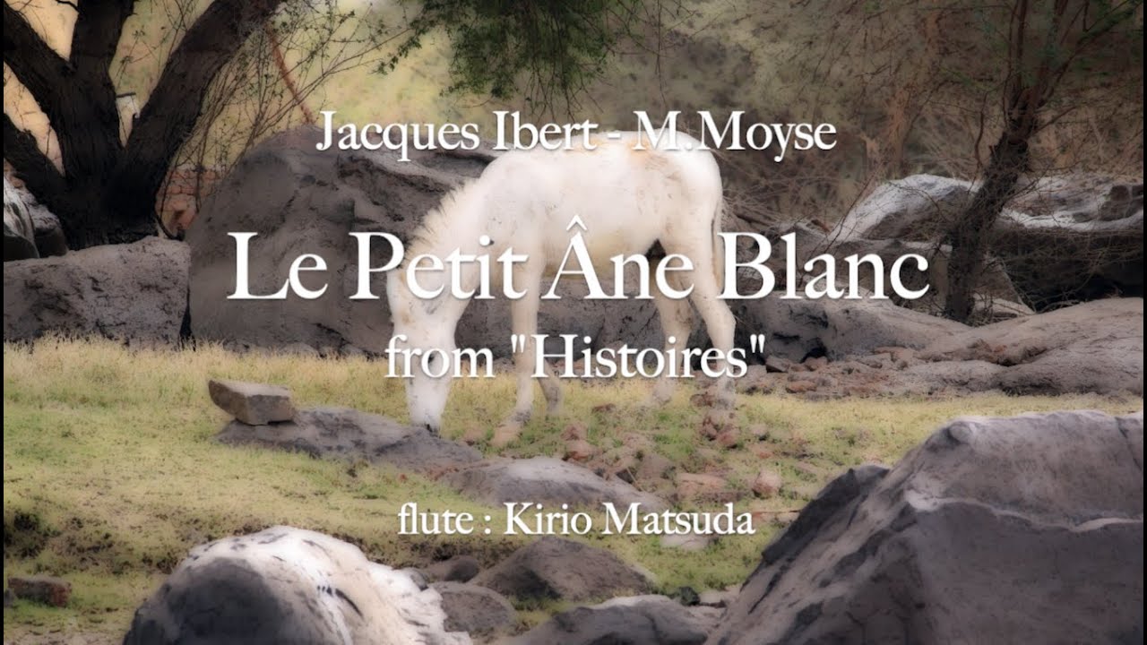 Le Petit Âne Blanc - 