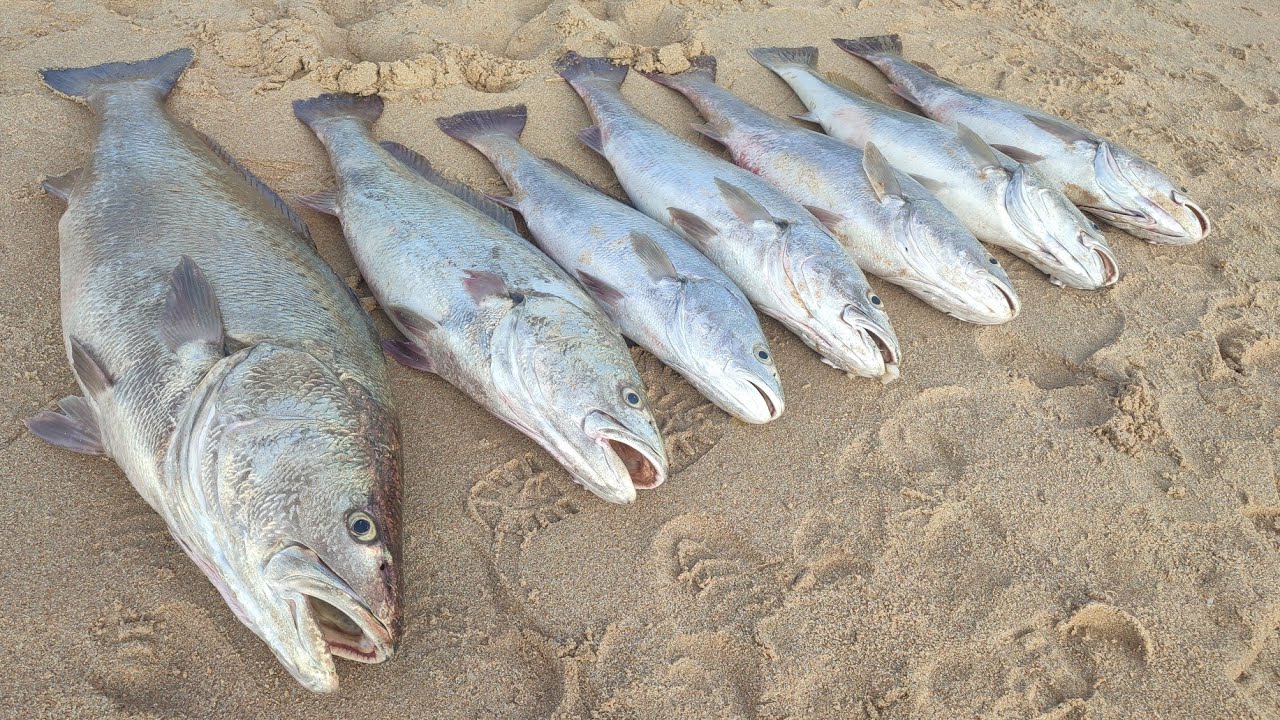 فراجة ولا أروع فيديو مليئ بالفرجة على أسماك الكوربين بالقصبة بطعم الكلمار 🦑 KALAMAR - CORVINA 