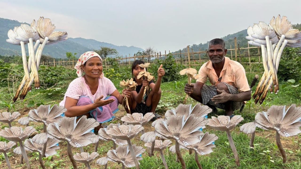 Iska Aage meet Machhali break ho jata hai organic mushroom 🍄