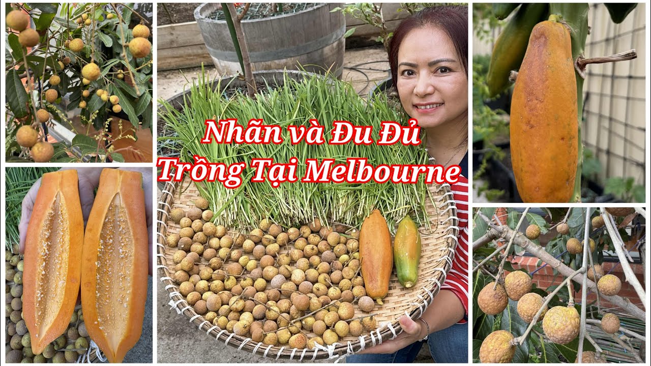 Hái và review nhãn, đu đủ trồng tại vườn ở Melbourne - Australia/Sang La Úc Châu