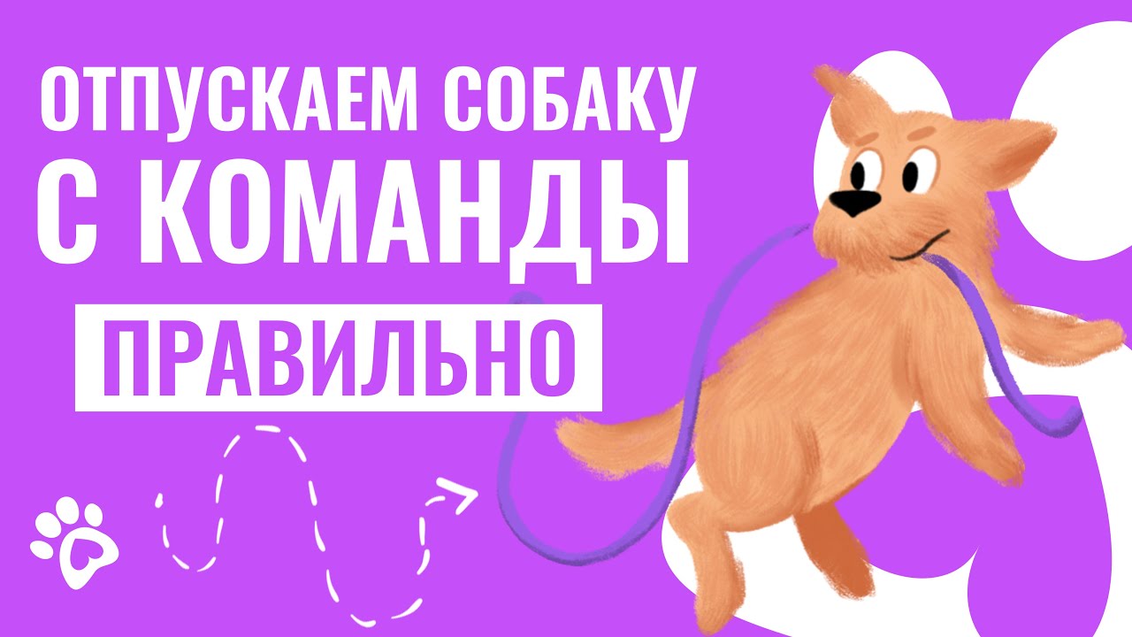 КАК правильно отпускать собаку с ЛЮБОЙ команды? Воспитание и дрессировка собак