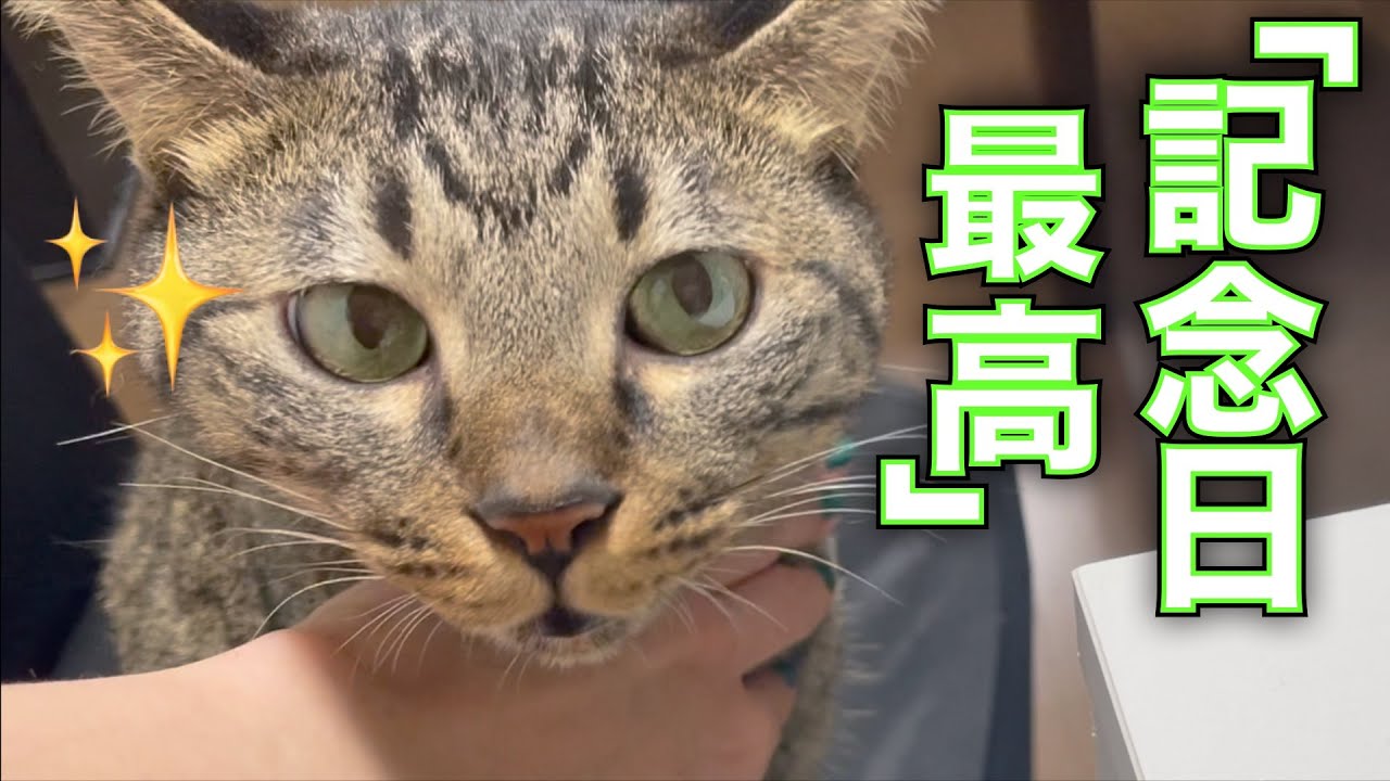記念日のちゅーるを目の前にしたふくちゃんは・・・？