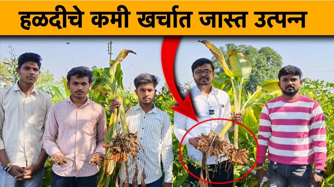 नांदेड येथील हळद उत्पादक शेतकऱ्याची मुलाखत| हळद पिकाचे संपूर्ण नियोजन| Halad Lagawad Mahiti #Halad 