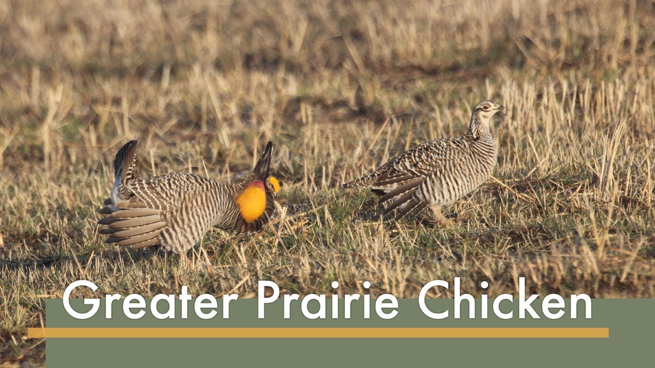 Q&A with Bob Gillespie: Greater Prairie-Chickens at Prairie Ridge State Natural Area