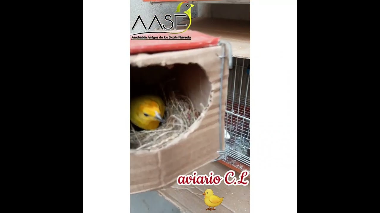 cria de canario criollo en ambiente doméstico (aviario CL)