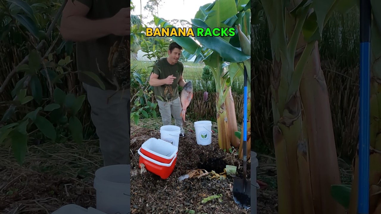How To Fertilize Banana Plants #Bananas #GrowInnHomes