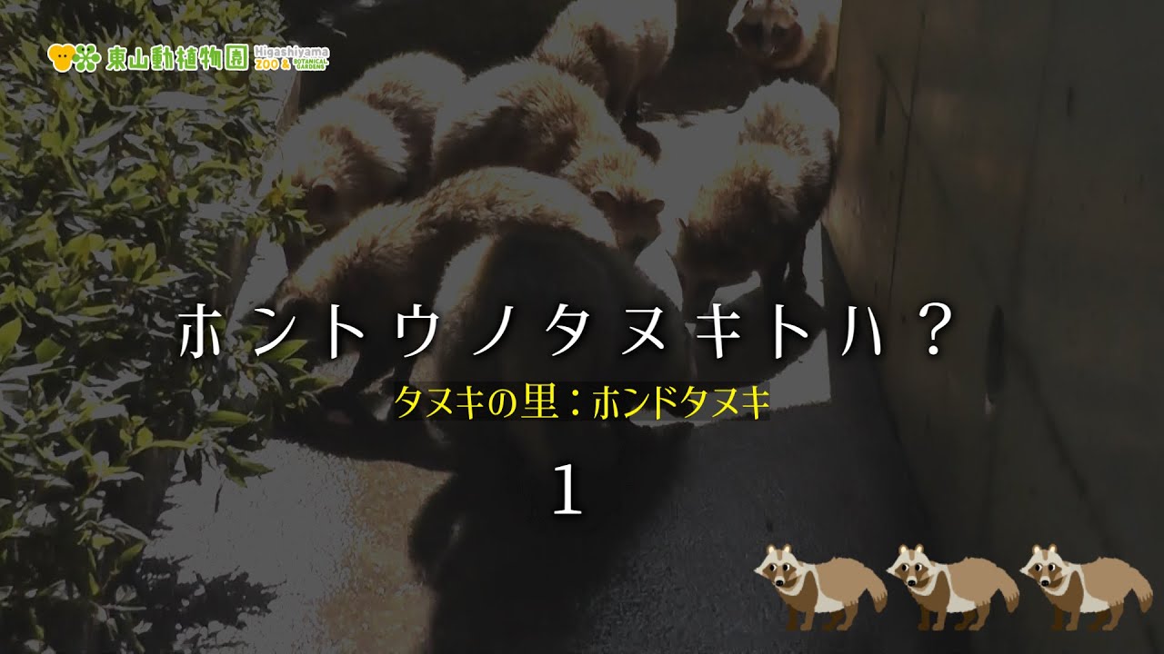 【東山動植物園公式】ホントウノタヌキトハ？＜1＞《 ホンドタヌキ　タヌキ　タヌキの里 》
