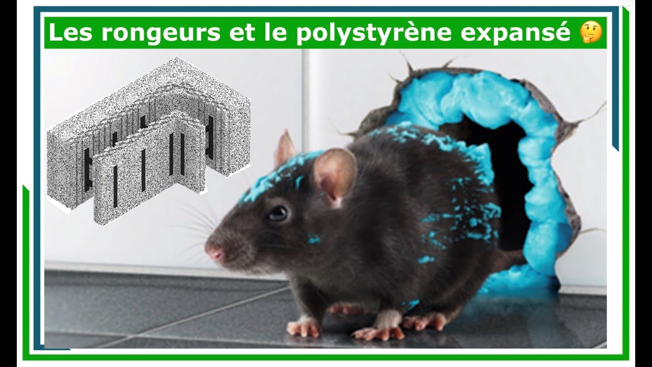 🐭LES RONGEURS ET POLYSTYR&Egrave;NE EN BLOC COFFRANT ISOLANT 🤔