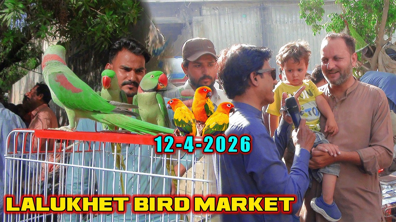 Lalukhet Exotic Parrots and Rare Birds Market Karachi 12-4-2026 Latest Update in Urdu | سوق الطيور