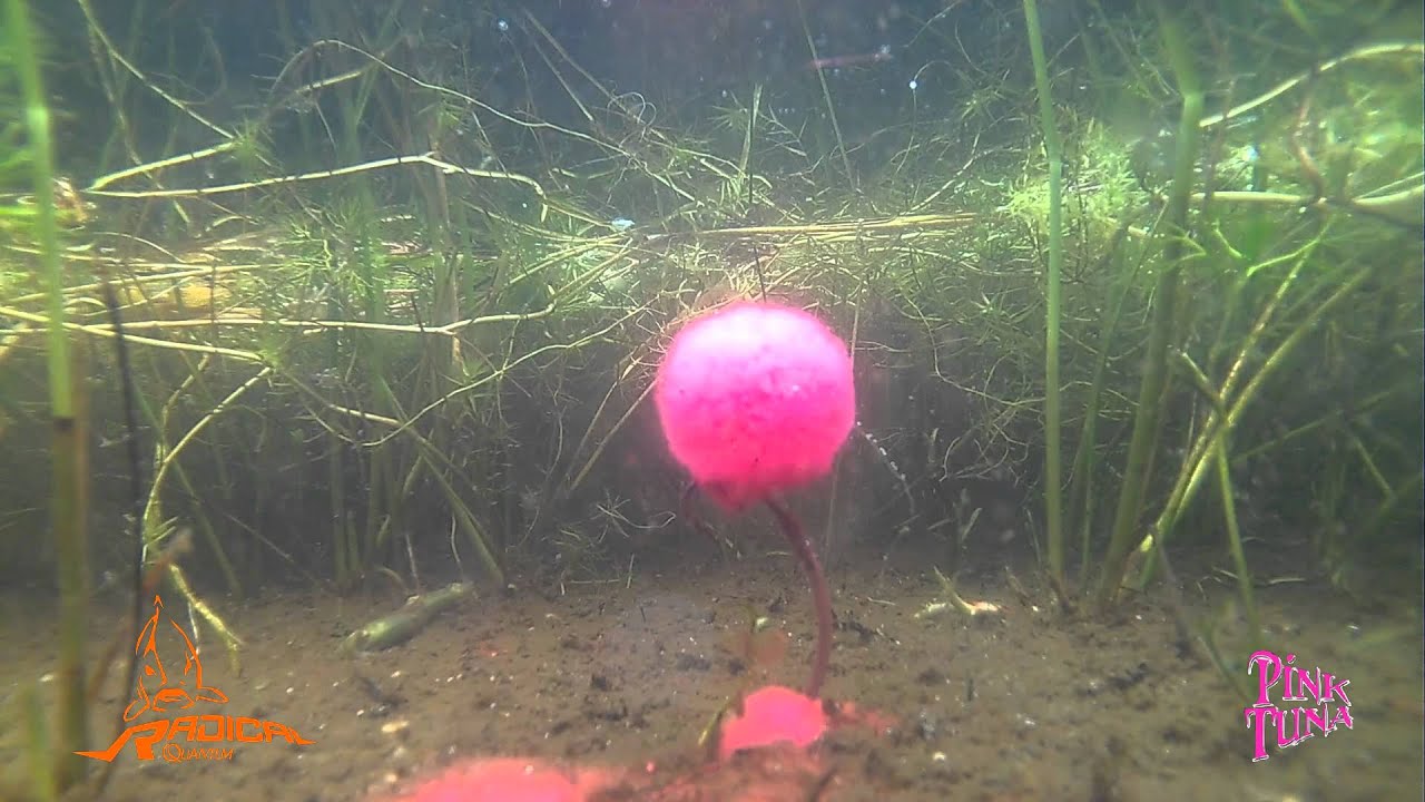 Boilie Pink Tuna de Radical Quantum
