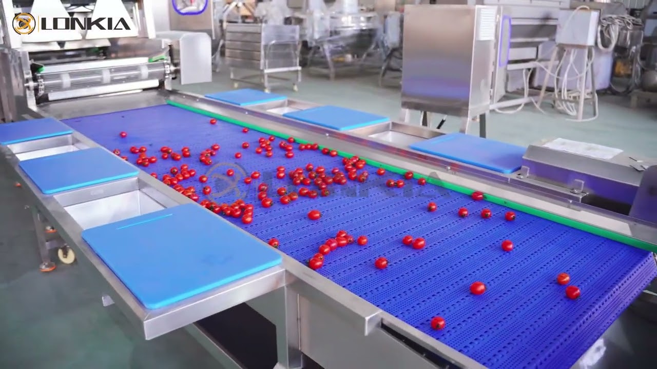 Tomato Washing and Air Drying Line | Industrial Tomato Cleaning & Drying Machine