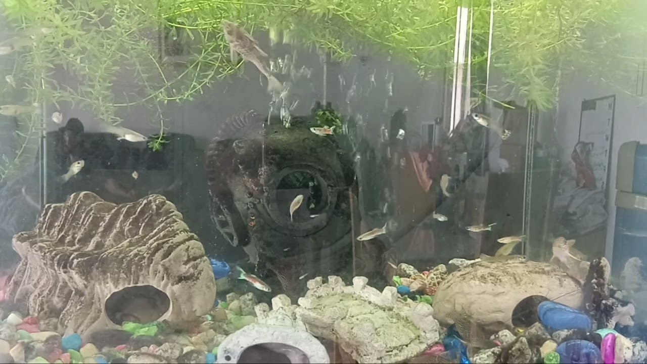 LDIZL - Fishtank with guppies