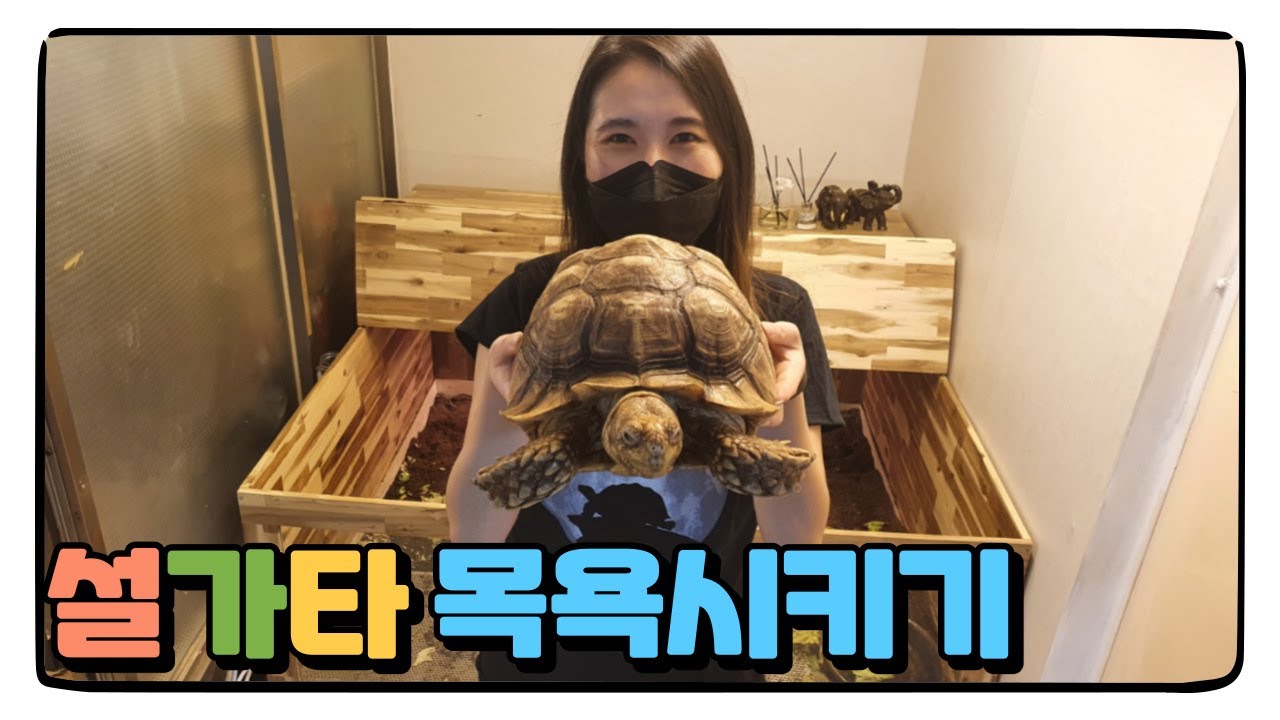 대형 육지거북 목욕 최소 2명은 필요합니다ㄷㄷㄷㄷ