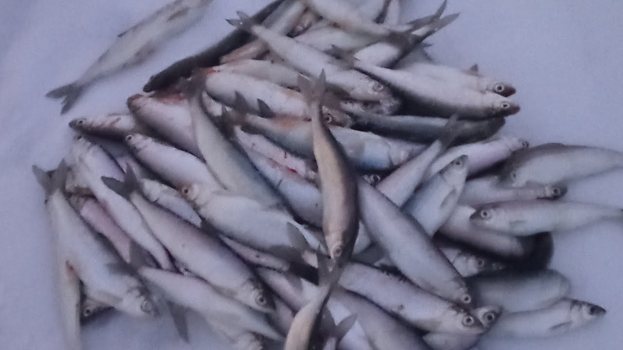 Рыбалка на рипуса в Казахстане,  озеро Якши