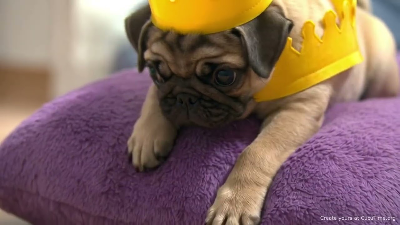 The Pug King’s Pillow Fort