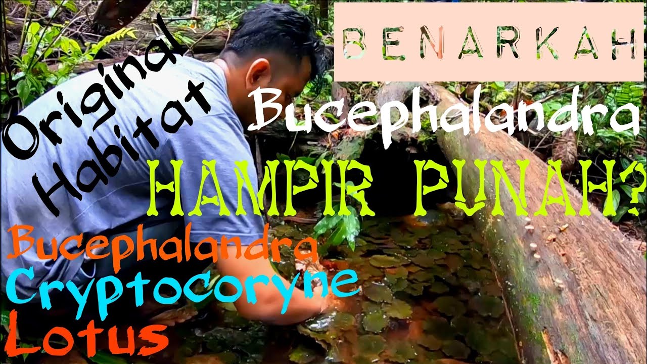 Menegangkan!!! Pencarian Cryptocoryne Striolata dan Bucephalandra  Paris yang Hampir Punah Di Alam