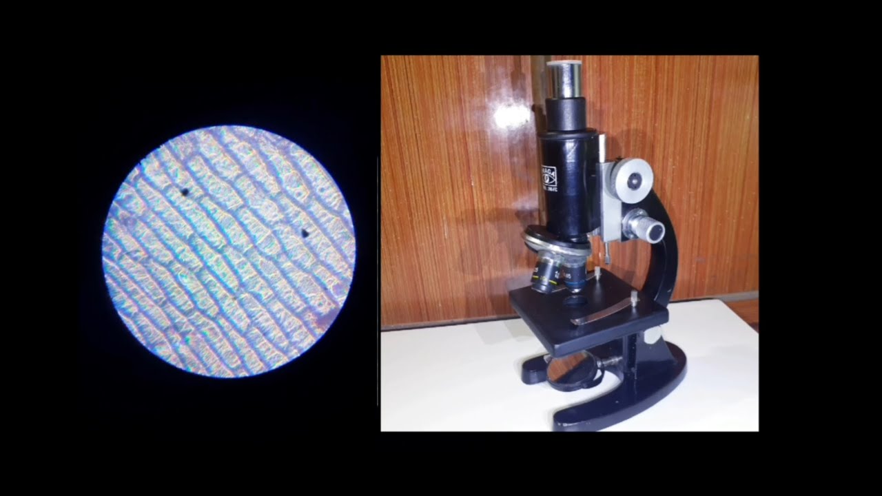 How to use a microscope|  onion slide observing| getting started with a microscope|| Urjit Bhavsar||