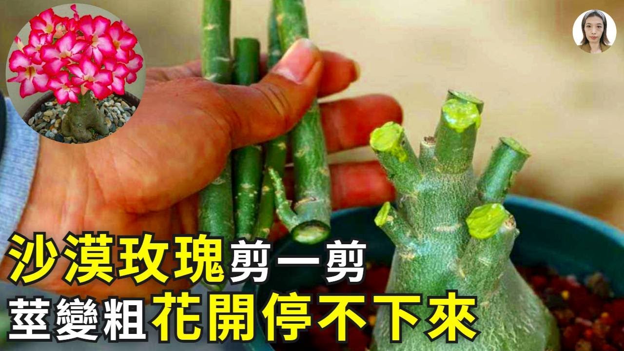 沙漠玫瑰修剪，記住3要素，小細腿變大粗腿，花苞多開花久！|花花世界