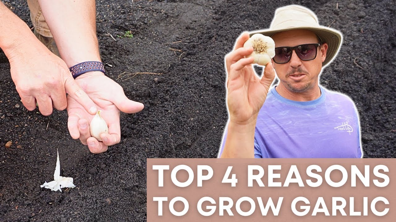 Plant This Once and Have It Forever!