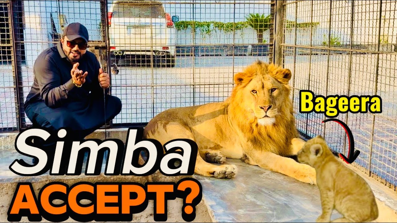 Simba nay Bageera ko accept kar Lia 😍Simba tu sab say zeada ahareef nikla 😘(mian saqib)