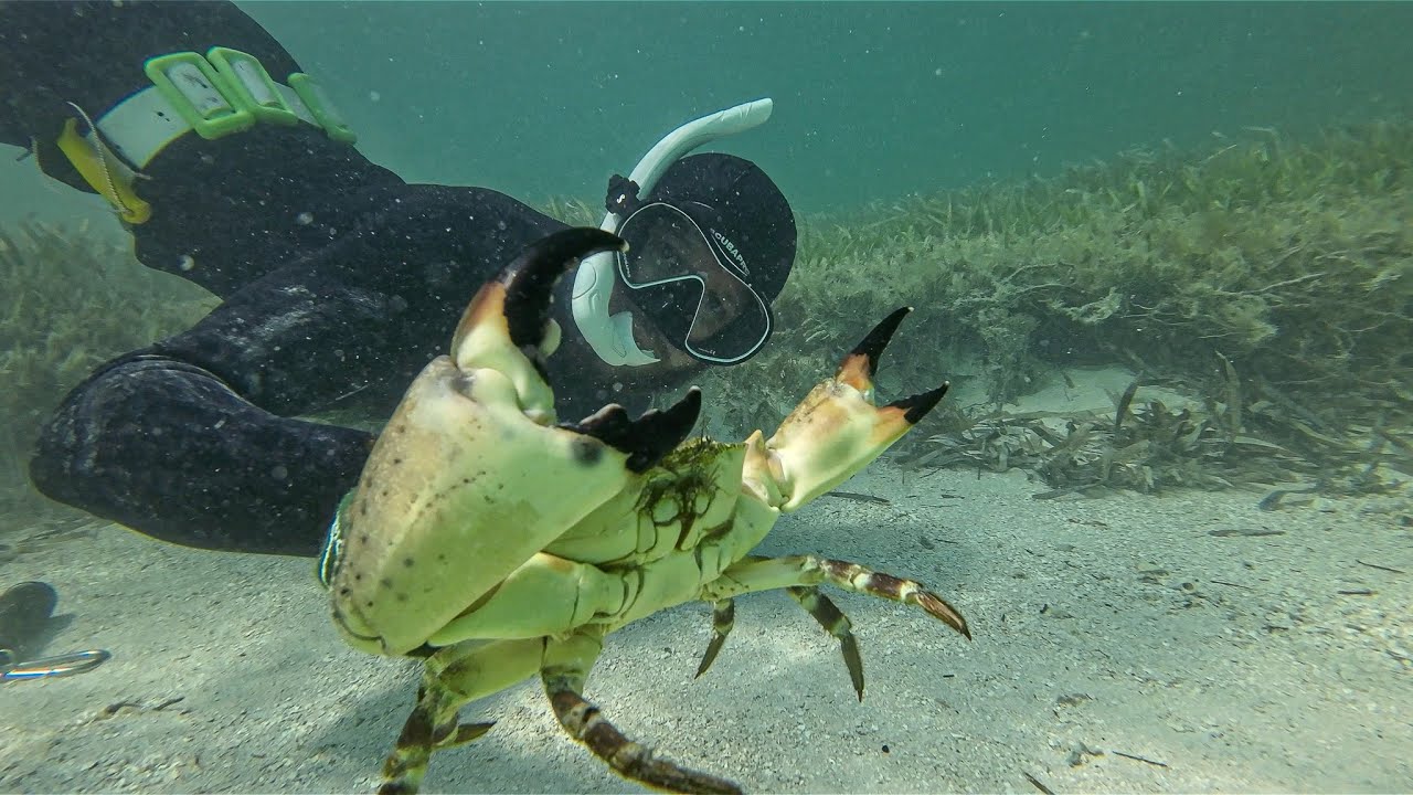 Stone Crabbing By Hand | Catch & Cook