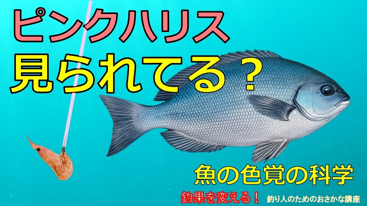 「ピンクハリスは見えない」は本当？魚の色覚で検証した結論がこれです