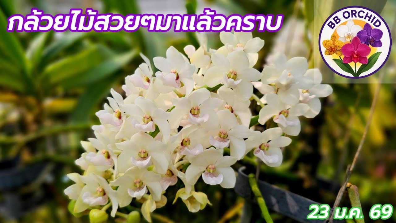 EP.67 กล้วยไม้หายาก กล้วยไม้สกุลช้าง เอื้องสาย #กล้วยไม้ #orchid 