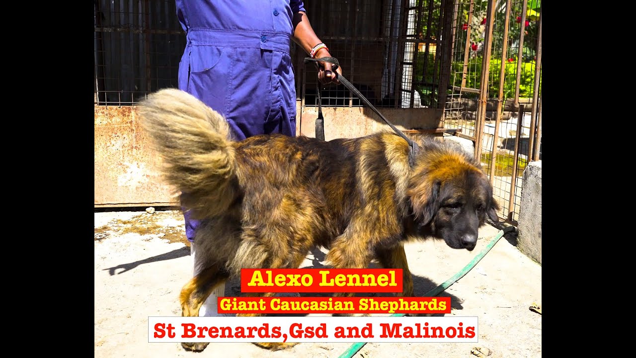 ALEXO KENNEL Home of awesome caucasian shepherds, Gsds, St Benard and Belgian Malinois