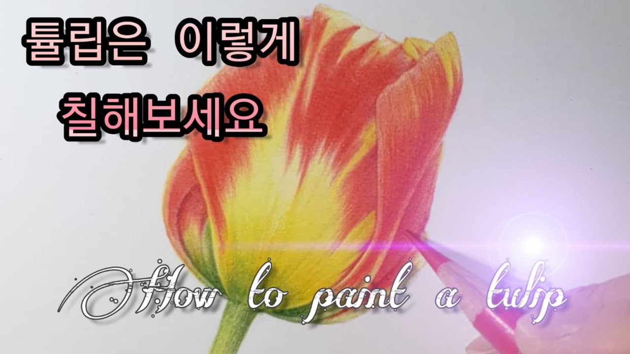 [보태니컬아트] 색연필로 튤립 채색하는 방법/How to paint a tulip/