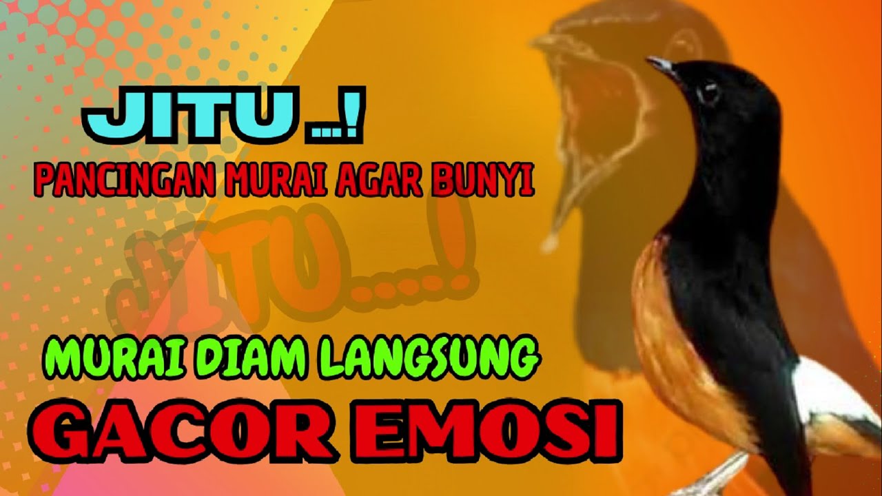 pancingan murai batu AGAR BUNYI jitu untuk JADIKAN murai batu GACOR EMOSI❗