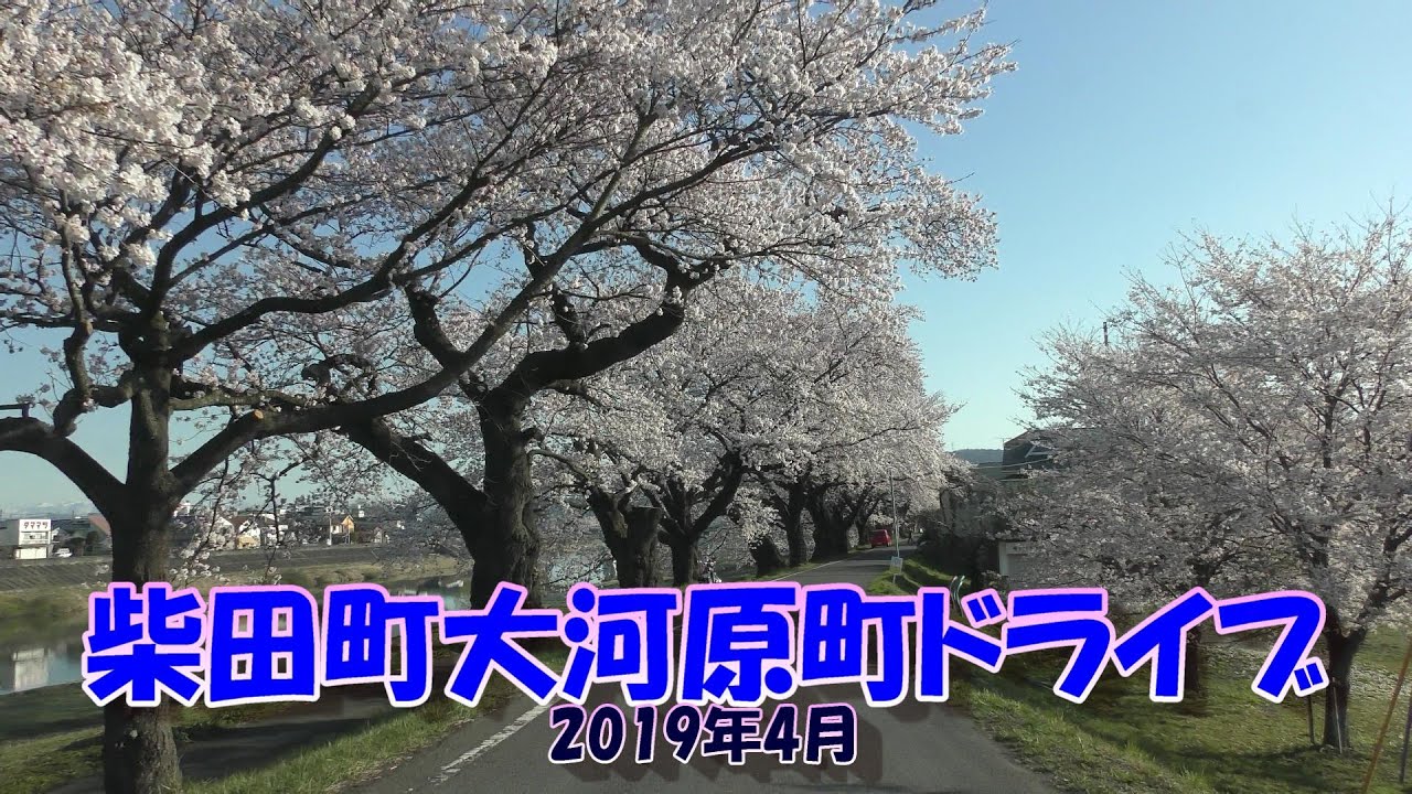 【4K】 サクラの風景ドライブ♪ 宮城県 柴田町大河原町 2019年4月